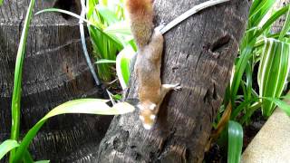 Сurious Squirrel on Samui