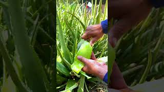 Aloe Vera: The Miracle Plant