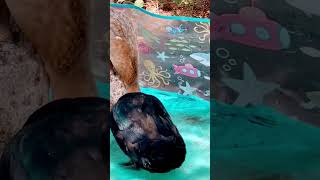 Duck washing her food. #ducklove #ducklover #ducks #animals #animales #farmanimals #cute #birds