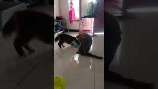 Hardolin ini mah😄 #kucing #kucing #videoshort #fyp #catlover #kitten #anakkucinglucu #cute #cat