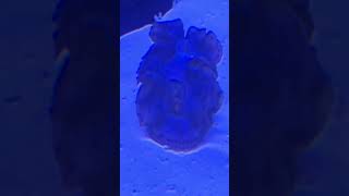 Clam open mouth #clam #reef #fish #shortvideo #shorts #short #music #softcoral #aquarium #marina