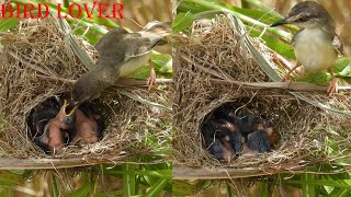 Nourishing nature : The art of bird feeding