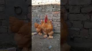 Golden Heavy Buff Rooster Crowing #roostercrowing #crowing #goldenheavybuff