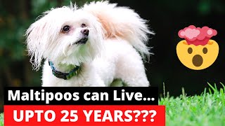 25 Astonishing Facts about Maltipoo (Maltese Poodle Mix-Breed) [6th will Shock You]