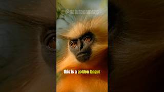 Golden Langur #naturecamses #shorts