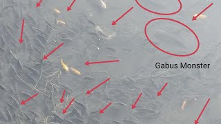 BUSETTT....!! RIBUAN IKAN NILA BERKUMPUL DI SARANGNYA DAN GABUS MONSTER😱😱