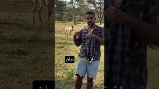 مهاجرت بزرگ توی کنیا و تانزانیا اتفاق میوفته 👌🏻🦓🦒 #حیوانات  #آفریقا #طبیعت