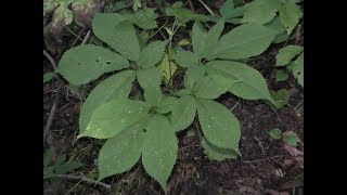 Ginseng scouting  video in 2018