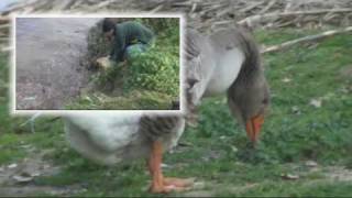 UNA RISERVA PER AMICA IL LAGO DI SAN GIOVANNI INCARICO-ISOLETTA (FR) - di Marco Farina