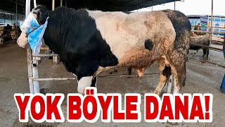 BU PAZARDA YOK YOK !!| RENKLİ DANA DÜVE FİYATLARI