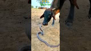 Friendship ❤️ God is great #bestfriend #toptrending #viralshorts #telugushorts #shorts #snake #cow