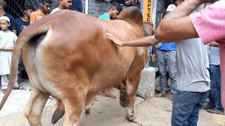 BIG & HEAVY BRAHMAN BULL QURBANI AT GARDEN WEST BAKRA EID 2024 QURBANI 2024 I BAKRA EID KARACHI