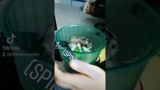 Spinning hamster