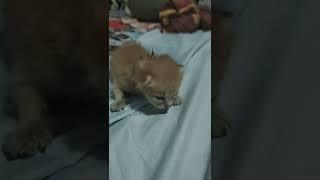 new born kitten 3