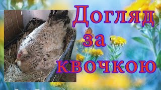 Квочка з птахофабрики. Частина 2. Пересаджуємо в інше приміщення. Догляд за квочкою.