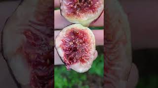 Feigenjahr & Feigen Vielfalt bei Feigenabhof.de #fig #ficus #feige #fruit