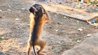 Amazing Actions, Young Adult Monkey Puts Cute  Little Baby And Runs To Throw Away