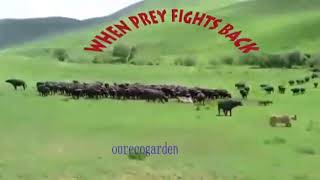 "WHEN PREY FIGHTS BACK"??? 👍👍👍