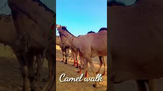 Camel walk مشى الجمل || in desert Thar || #camels #desertanimals #camelsofdesert #thardesert #desert