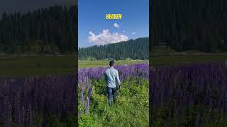 #youtubeshorts #trending #kashmir #youtube #travel #mountains #nature #viral #gulmarg #shorts