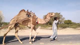 Camel pulling cart in desert || Beautiful camel of desert 🏜️. #viralvideo #trending