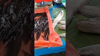 Special Fresh Fish Video 🐠 Fish Lover Must Watch 🐟 #shorts #fish #freshfish