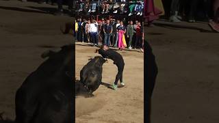 LE PASA MUY CERQUITA ESTE TORO!! ARGANDA DEL REY!! #toros #torospopulares #shorts