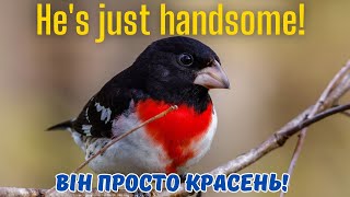 Rose - breasted Grosbeak.Канадські птахи.🦆