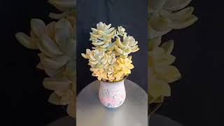 Satisfying Succulent Diy #35