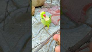 #new।#parrot ।#viral ।#trending ।#youtubeshorts ।#video ।#nature ।#parrots ।#shorts ।#subscribe ।#3m