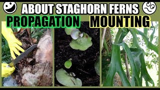 HOW TO PROPAGATE & MOUNT - STAGHORN FERN, RABBIT'S FOOT FERN, BROMELIADS - Propagate With Me