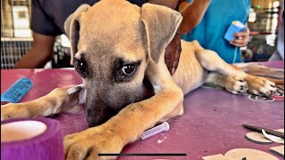 Sick Township Puppy Needs Your Help!