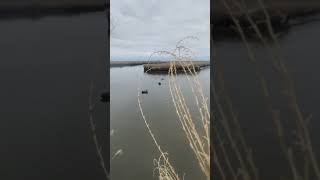 How to use a jerk string while duck hunting #duckhunting #duckhunter #duckhunters #duckdecoy #hunter