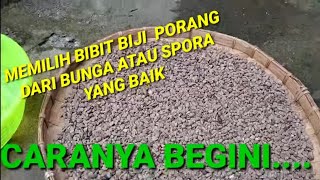 BIJI PORANG SPORA,CARA MEMILIH ATAU MENSORTIR BIBIT BIJI BUNGA PORANG YANG BAIK