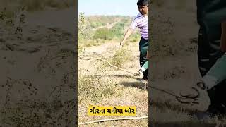 chaniya bor junglee berries #gir #farm #exploring #chaniya bor #shorts