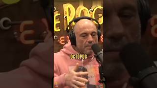 JOE ROGAN on octopuses #joerogan #jre #shorts #viral #trending