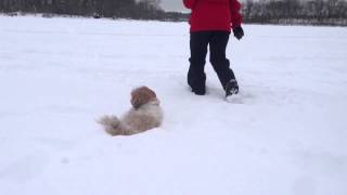 Chi in snow 2