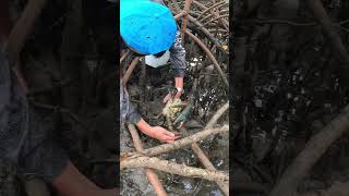 Mud Crabbing Barehands #shorts