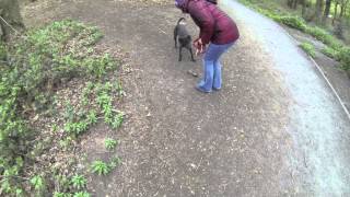 'CHARLIE' Whiplington the Bedlington Whippet Lurcher cross.