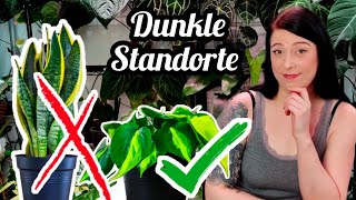 9 Pflanzen für dunkle Standorte | philodendron, efeutute, anthurium uvm.