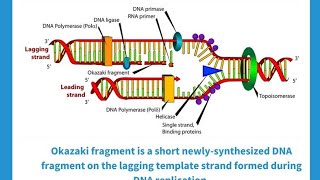 DNA replication in prokaryotes/ Elongation and termination of replication