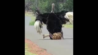 Ostrich Mating -- How Does Male Ostrich Mate with Female Ostrich?