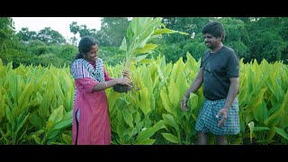 Sustainable Turmeric Farming - Erode's Indian Saffron