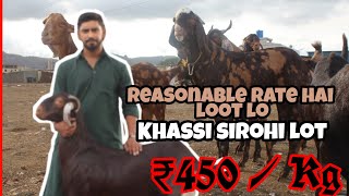 Khassi lot at reasonable rate in Mumbra Qurbani ke Bakre Saste bakre | Pathan Goats | Qurbani