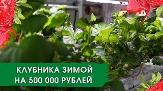 500 тысяч на зимней клубнике Ангар 2.0. Серия 2.