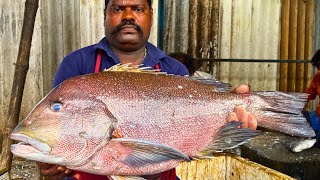 KASIMEDU SPEED SELVAM BLUBBERLIP SNAPPER FISH CUTTING VIDEO CUTTING FOCUS