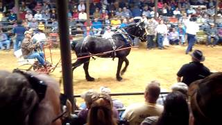 Horse auction on Amish Friday