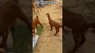 Goat babies for sale