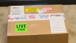 Unboxing New African Cichlids from West Coast Cichlid Supply