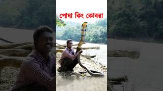 তীব্র বিষধর কিং কোবরা সাপকে পোষ মানাবেন কিভাবে? Pet King Cobra #সাপ #snake #kingcobra